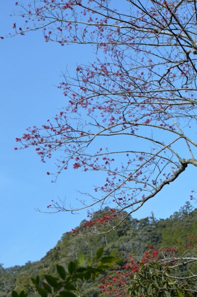 タマミズキ