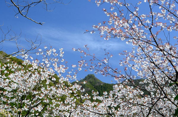 十津川村湯泉地温泉 十津川荘桜の写真